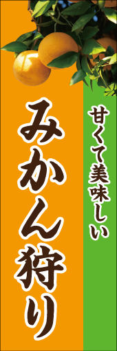 みかん狩りのぼり